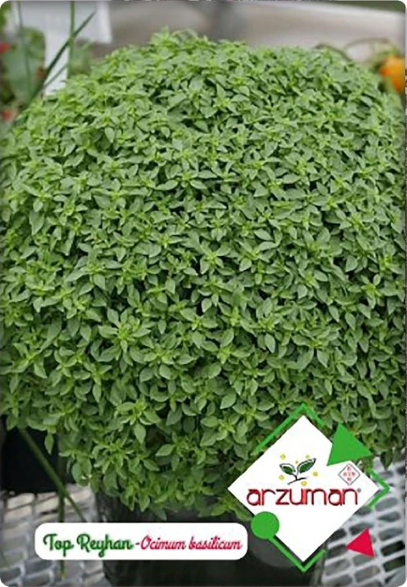 Top Reyhan (Fesleğen) (100 Adet) ürün görseli 1