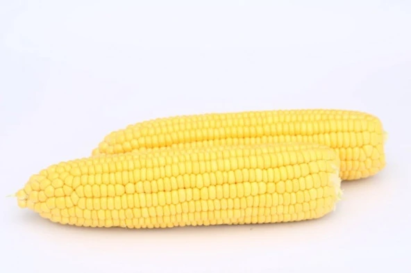 Hibrit Şeker-Tatlı Mısır Tohumu (25 Gr) - Resim 2