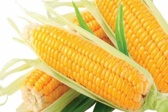 Hibrit Şeker-Tatlı Mısır Tohumu (25 Gr) - Resim 3