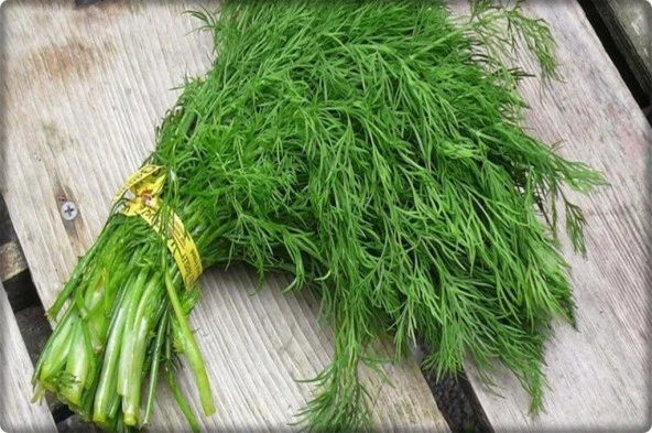Arzuman Dereotu Tohumu (10 Gr) - Resim 2