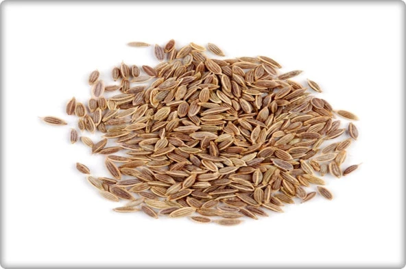 Arzuman Dereotu Tohumu (10 Gr) - Resim 3