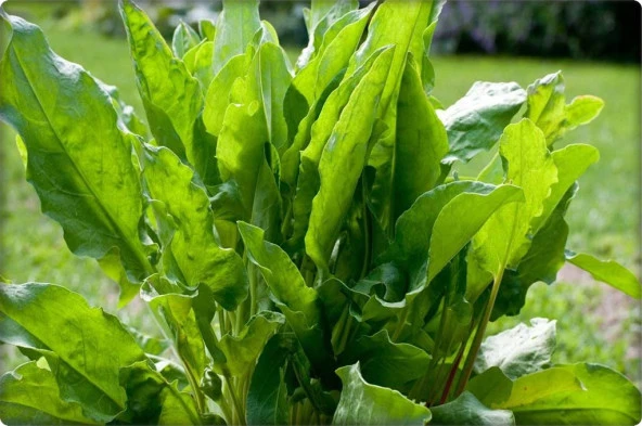 Kuzukulağı (Ekşiot) Tohumu 5 Gr - Resim 2