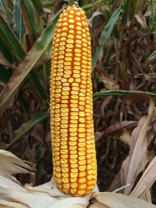 DEKALB DKC6980 Geçci Danelik Mısır Tohumu - Resim 2