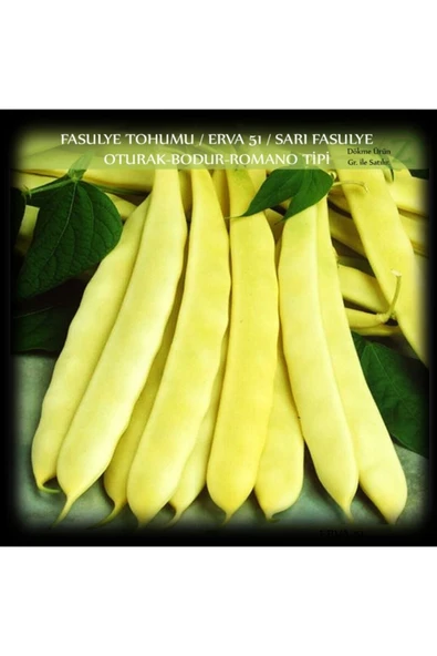 Fasülye Tohumu 250 Gr (650+ Adet) Erva 51 Sarı Özel Fasulye Tohum ürün görseli 1