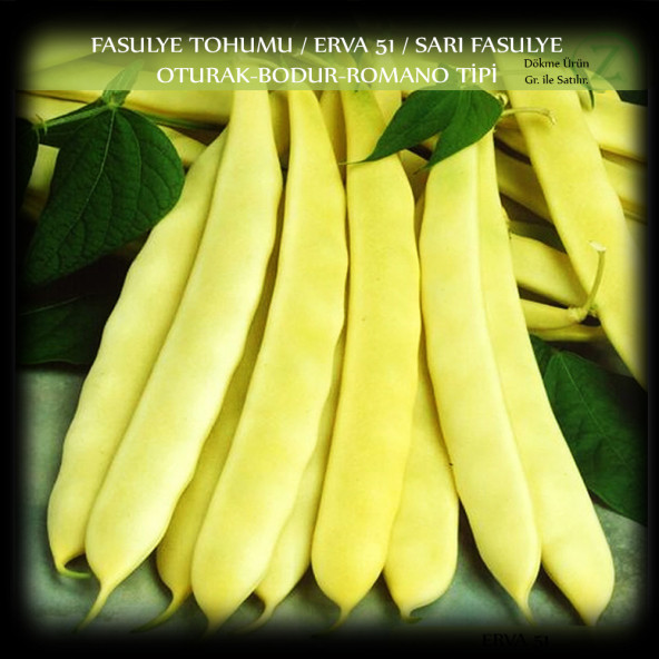 Fasülye Tohumu 1 Kg.(2500+ Adet) Erva 51 Sarı Özel Fasulye Tohumu ürün görseli 1