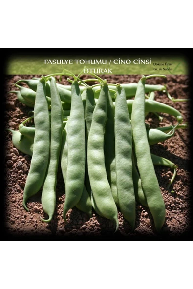Cino Oturak Fasülye Tohumu 100 Gr. (350+ Adet) Sıla Gina Fasulye Tohumu ürün görseli 1