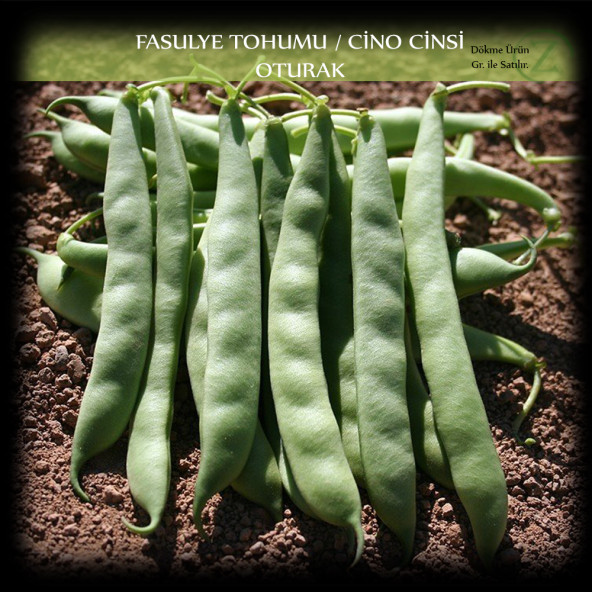 Cino Oturak Fasülye Tohumu 1 Kg. (2500+ Adet) Sıla Gina Fasulye Tohumu ürün görseli 1