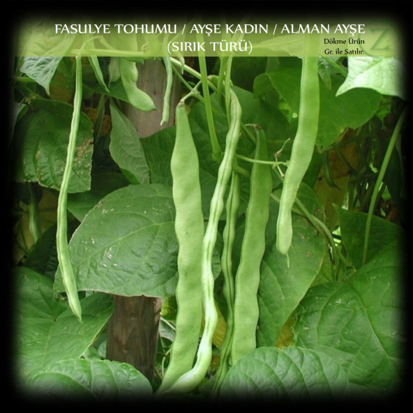 Ayşe Kadın Fasülye Tohumu 1 Kg (2500+ Adet) Alman Ayşe Fasulye Tohumu Sırık Fasulye Tohumu ürün görseli 1