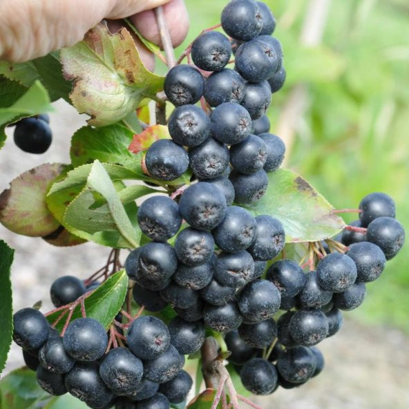 5 Adet Tüplü Siyah Aronya (Black Aronia) Chokoberry Fidanı ürün görseli 1
