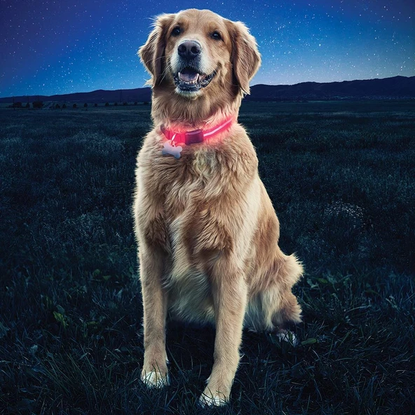 Nite Ize Nite Dawg Collar Köpek Tasması  L - Resim 2
