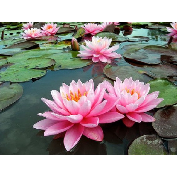 Lotus Çiçeği tohum Nilüfer Çiçeği Tohumu 2 Adet Tohum ürün görseli 1
