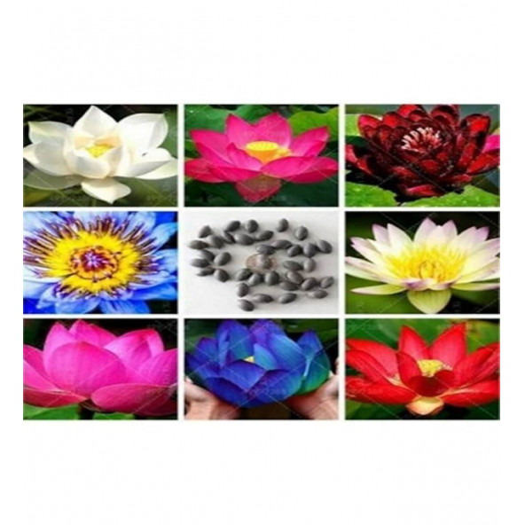 Lotus Çiçeği tohum Nilüfer Çiçeği Tohumu 5 Adet Tohum - Resim 2