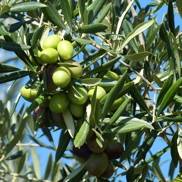 Büyük Boy Tüplü, Aşılı Gemlik Zeytin Fidanı ürün görseli 1