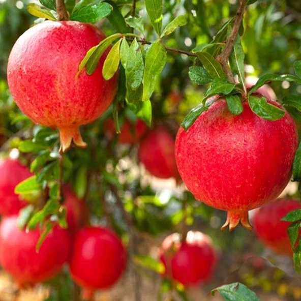 5 li (Farklı Çeşitler) Nar Fidanı Pakedi, Tüplü ve Aşılı ürün görseli 1
