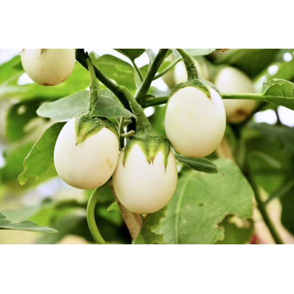 Yumurta Çiçeği Patlıcan Tohumu Mini Yumurta Patlıcan Tohumu Ekim Kiti - Resim 3
