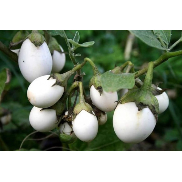 Yumurta Çiçeği Patlıcan Tohumu Mini Yumurta Patlıcan Tohumu Ekim Kiti - Resim 5