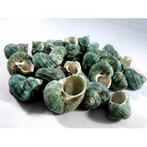 %100 NATUREL DOĞAL GERÇEK DENİZ KABUĞU 500 Gram -MMM4762 ürün görseli 1