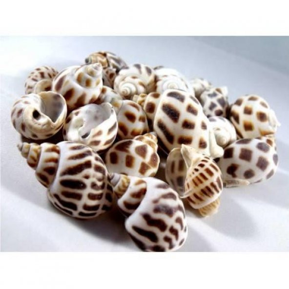 %100 NATUREL DOĞAL GERÇEK DENİZ KABUĞU 500 Gram -MMM4764 ürün görseli 1