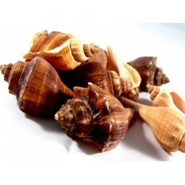 %100 NATUREL DOĞAL GERÇEK DENİZ KABUĞU 500 Gram -MMM4763 ürün görseli 1