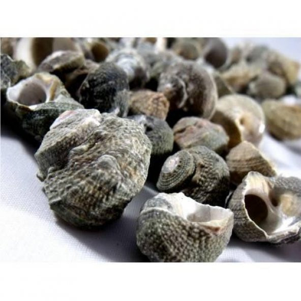 %100 NATUREL DOĞAL GERÇEK DENİZ KABUĞU 500 Gram -MMM4760 ürün görseli 1