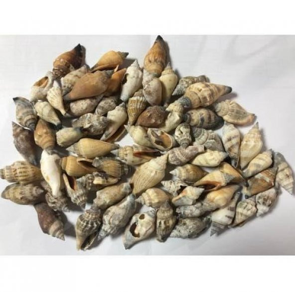 %100 NATUREL DOĞAL GERÇEK DENİZ KABUĞU 500 Gram -MMM4761 ürün görseli 1