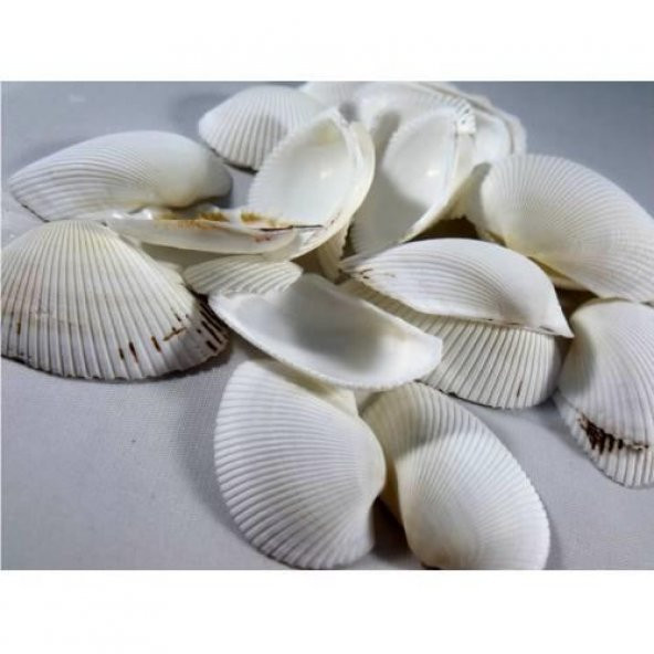 %100 NATUREL DOĞAL GERÇEK DENİZ KABUĞU 500 Gram -MMM4767 ürün görseli 1