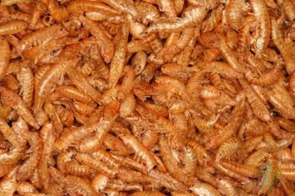 Gammarus (KURUTULMUŞ KARİDES) Balık Ve Kaplumbağa Yemi 250 Gr ürün görseli 1