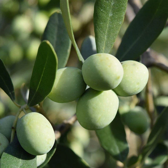Tüplü Çekiçte Zeytin Fidanı, Kırmalık ve Çizmelik ürün görseli 1