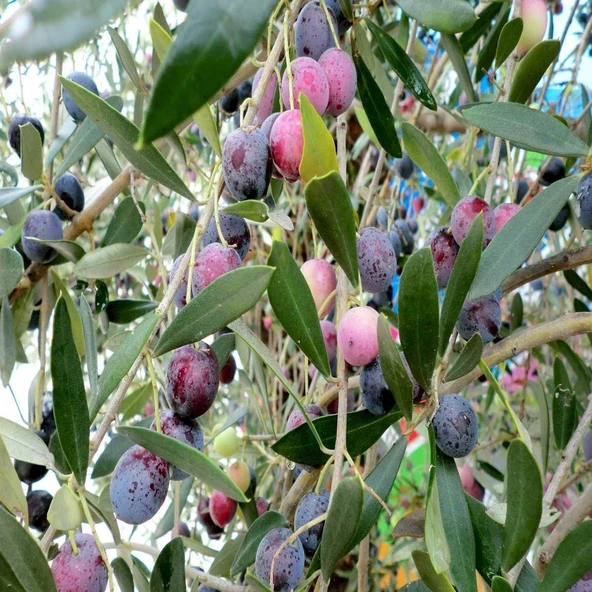 Kırmalık ve Çizmelik Akhisar Uslu Zeytin Fidanı ürün görseli 1