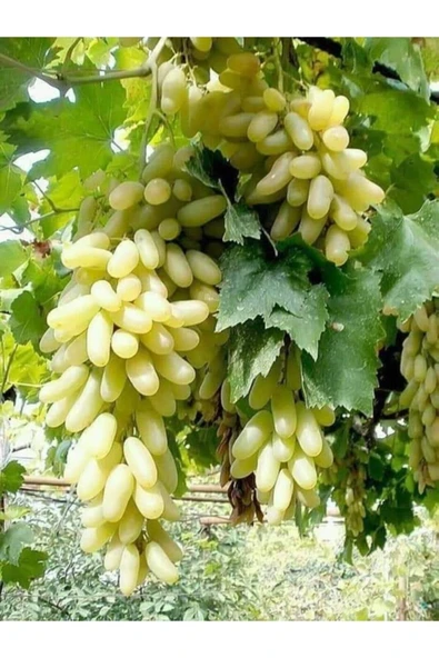 2 Yaş Tüplü Fidan Hatun Parmağı Üzüm Fidanı 80-110 cm ürün görseli 1