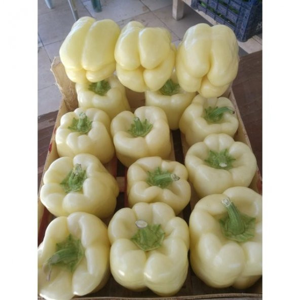 Agrodal Tarım Beyaz Dolma Biberi Tohumu 100 Adet Tohum ürün görseli 1