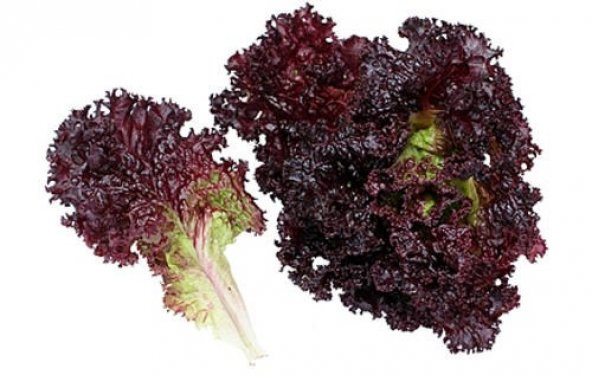 AKDENİZ SALATALIK TOHUMU ürün görseli 1