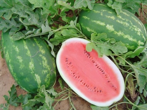 ALLSWEET KARPUZ TOHUMU 10+ TOHUM ürün görseli 1