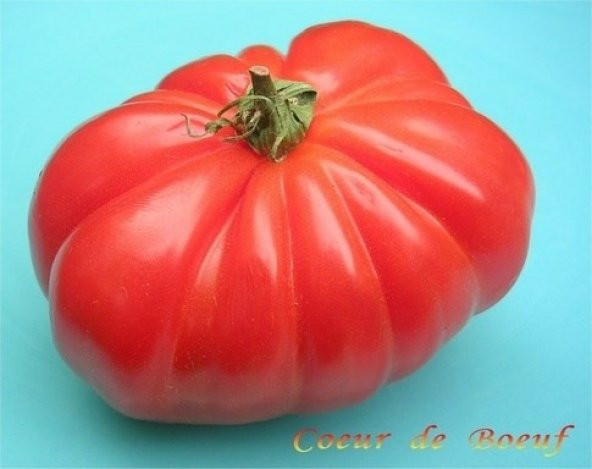 BİFTEK DOMATES TOHUMU*(COUER DE BOUEF - Resim 2