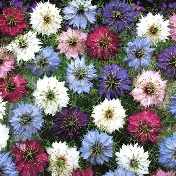ÇÖREKOTU ÇİÇEĞİ (nigelle damas variee) ürün görseli 1