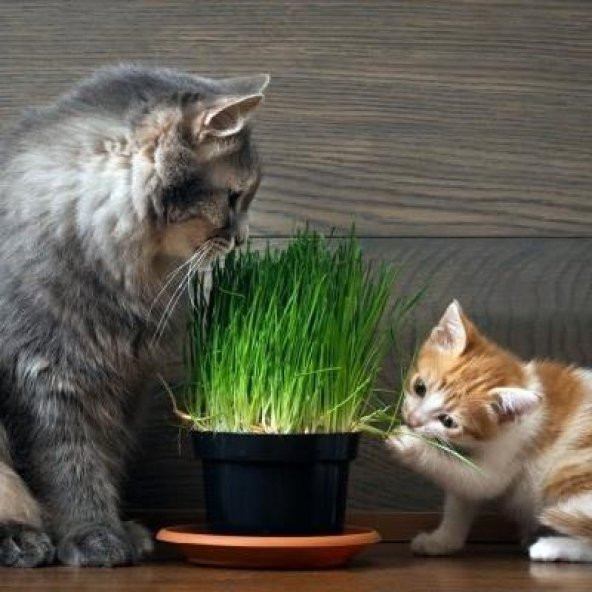 KEDİ ÇİMİ TOHUMU 2000+TOHUM+SAKSI+TOPRAK ürün görseli 1
