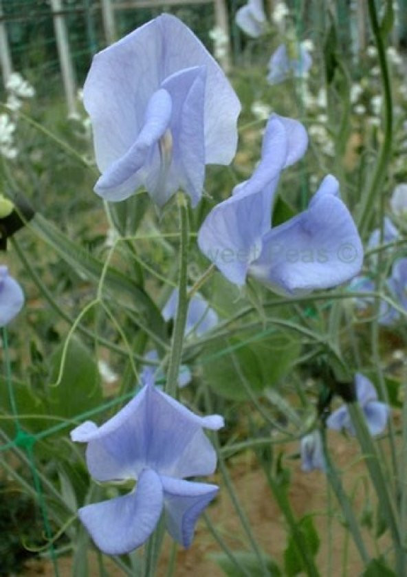 MAVİ BEZELYE ÇİÇEĞİ (sweet pea) ürün görseli 1
