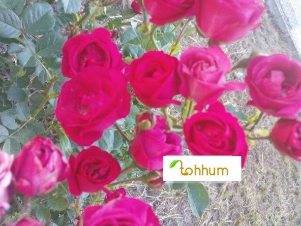 MİNYATÜR GÜL 5 TOHUM - Resim 2