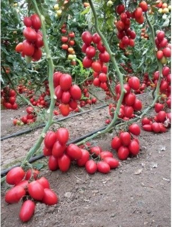 SAKSILIK ZEYTİN CHERRY DOMATES 25+tohum ürün görseli 1