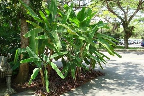 MUZ TOHUMU (Musa ornata) ürün görseli 1