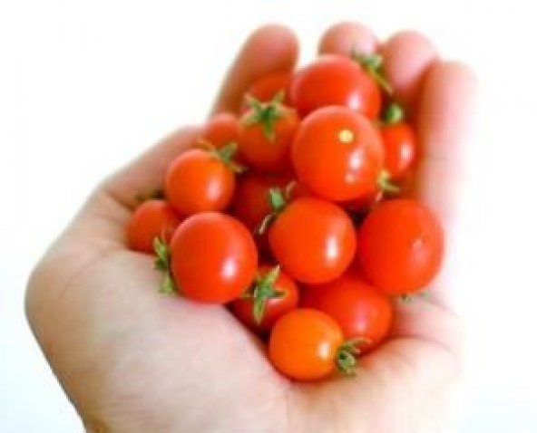 TİNY TİM CHERRY DOMATES - Resim 2
