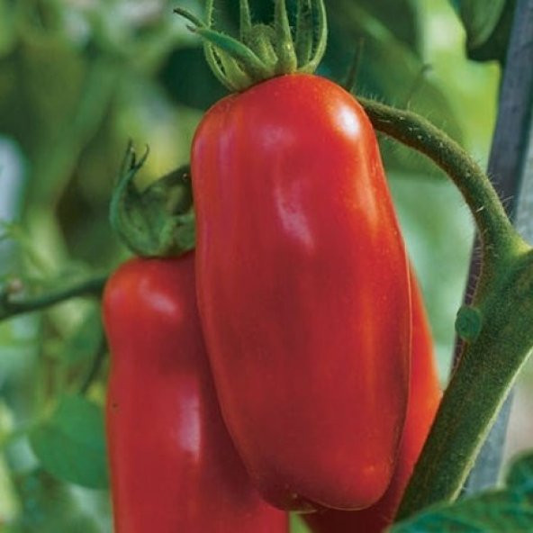 SAN MARZANO DOMATES 25+ TOHUM ürün görseli 1