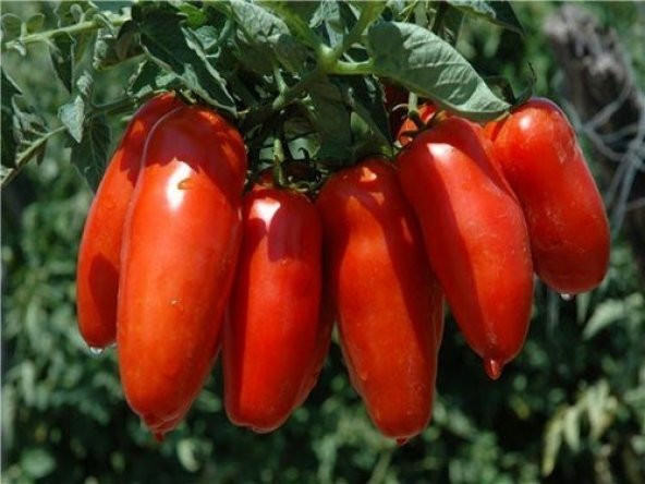 SAN MARZANO DOMATES 25+ TOHUM - Resim 2