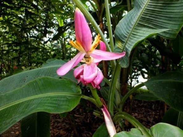 MUZ TOHUMU (Musa ornata) - Resim 2