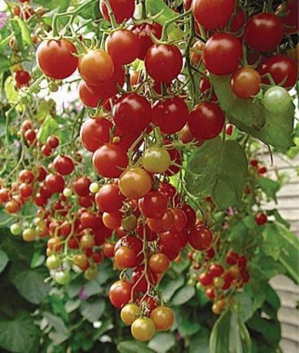 SIRIK CHERRY DOMATES* 25 TOHUM - Resim 2