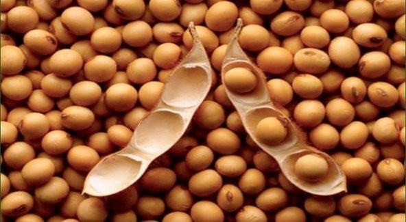 SOYA FASULYESİ TOHUMU - Resim 2