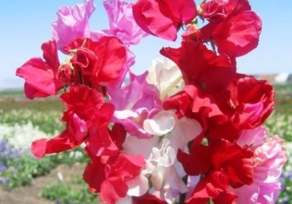 SWEET PEA *KARIŞIK RENKLİ YOĞUN KOKULU ÇİÇEK ürün görseli 1