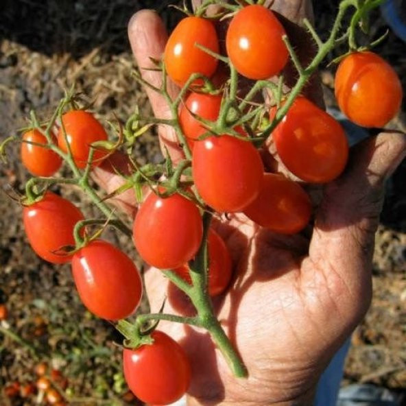 ÜZÜM CHERRY DOMATES 10 TOHUM SAKSI TOPRAK SETİ ürün görseli 1