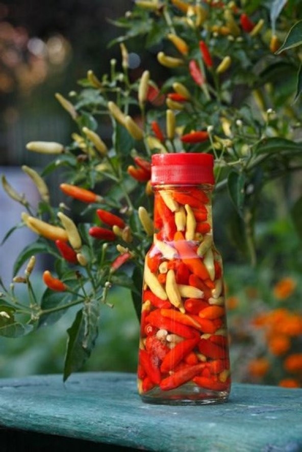 TABASCO ACI BİBER 10+ TOHUM - Resim 2
