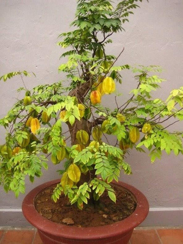 Yıldız meyvesi (Starfruit) carambola tohumu ürün görseli 1